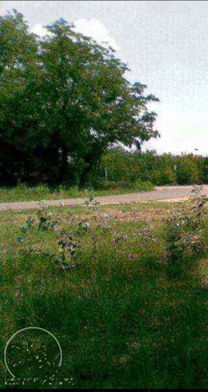 Deratizare, sobolani in Arad, Timis, Beches Ungaria. - imagine 5