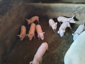 Purcei de vanzare - imagine 3 Purcei de vanzare - imagine 3