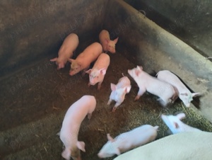 Purcei de vanzare - imagine 2 Purcei de vanzare - imagine 2