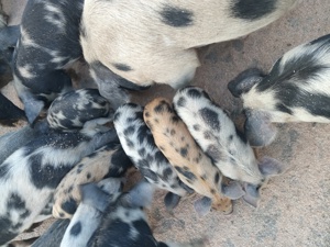 Vind purcei   si scrofite    gestsnte  rasa  de  carne  pietrean - imagine 2