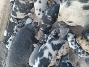 Vind purcei   si scrofite    gestsnte  rasa  de  carne  pietrean