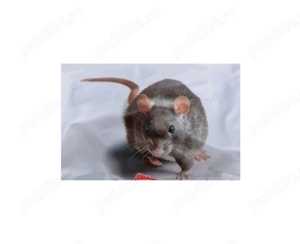 Deratizare, sobolani in Arad, Timis, Beches Ungaria.