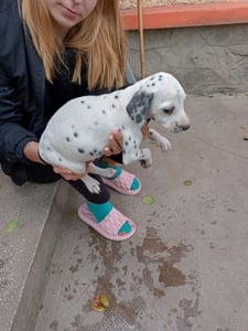 Pui dalmatieni superbe 