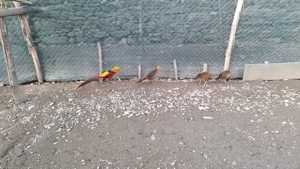 vând  fazani auriu pe roșu  - imagine 2