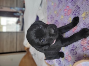 Pui labrador negru  - imagine 3