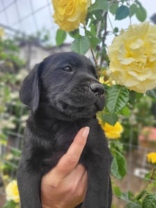 Labrador retriever negru  - imagine 3 Labrador retriever negru  - imagine 3