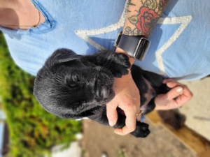 Pui labrador negru  - imagine 2