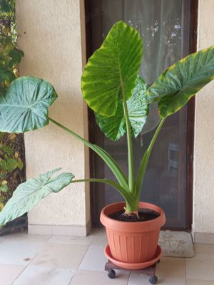 Colocasia in ghiveci