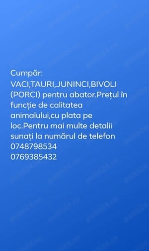 Achiziții animale reformă pentru abator!! 