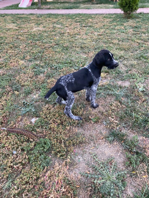 Vand pui brac sarmos