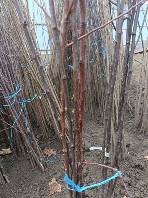 Pomi fructiferi altoti