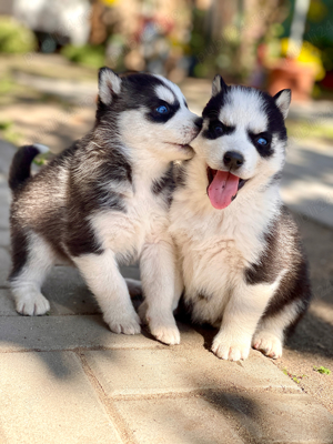 Catelusi Husky Siverian 