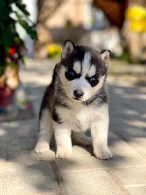 Catelusi Husky Siverian  - imagine 2