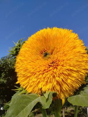 Angajare asistent manager