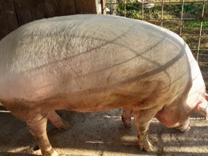 Porci de vânzare rasă landrace. 