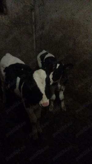 Vitele din monta artificiala  - imagine 2