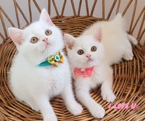 Puiuți British Shorthair White,Silver Tabby,Blue și Color Point