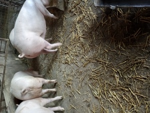 vand porci de carne - imagine 3