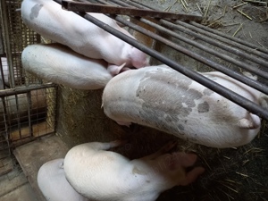 vand porci de carne - imagine 5