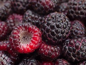 Drajoni Zmeura Neagra Soiul Black Raspberry 