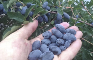 Afini Siberieni Soiul Wojtek 