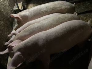 Porci de casa 30-150 kg