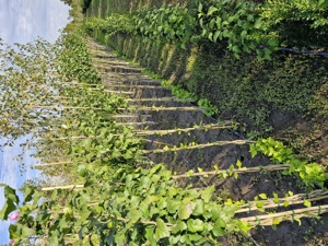 Vând arbori și arbusti ornamentali 