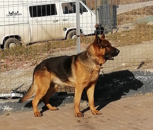 Mascul ciobanesc german cu pedigree - imagine 3