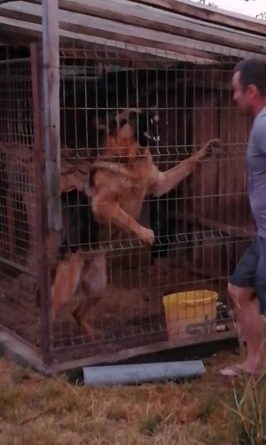 Mascul ciobanesc german cu pedigree - imagine 4