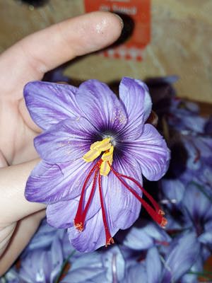 Sofran  de vânzare, calitate  foarte bună  - imagine 3