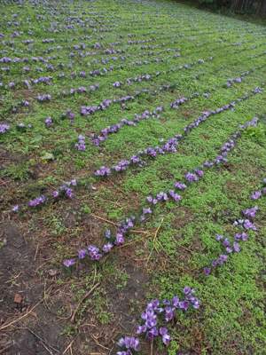 Sofran  de vânzare, calitate  foarte bună  - imagine 2