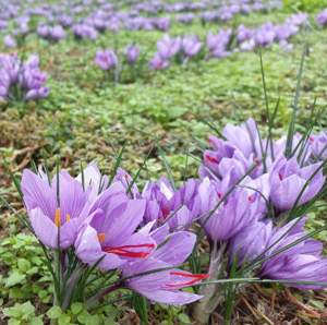Sofran  de vânzare, calitate  foarte bună  - imagine 6
