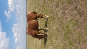 vand manz de 1 an 