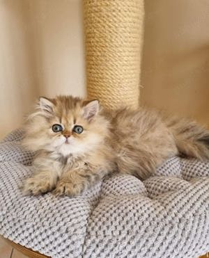 Persane chinchilla - imagine 3 Persane chinchilla - imagine 3