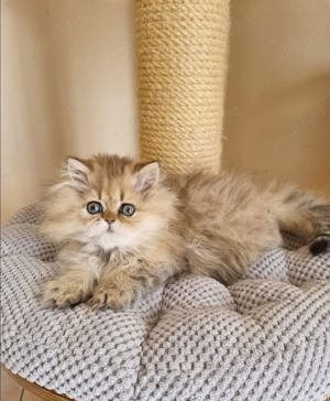 Persane chinchilla - imagine 2 Persane chinchilla - imagine 2