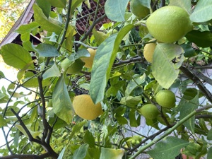 Vând lămâi pe rod 