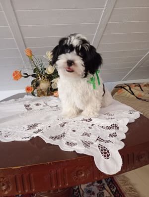 bichon havanez cu pedigree