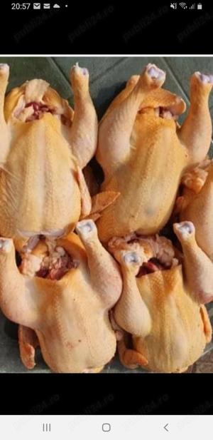 Vand păsări de curte - imagine 3 Vand păsări de curte - imagine 3