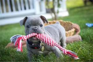 Bulldog francez albastru - imagine 4