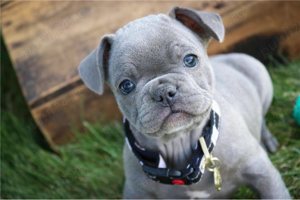 Bulldog francez albastru - imagine 3