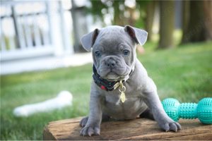 Bulldog francez albastru - imagine 2