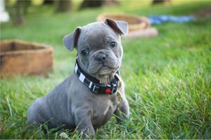 Bulldog francez albastru
