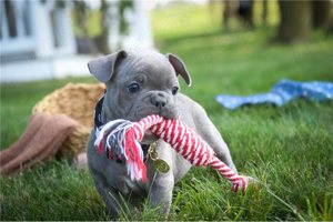 Bulldog francez albastru - imagine 5