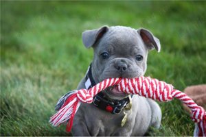 Bulldog francez albastru - imagine 6