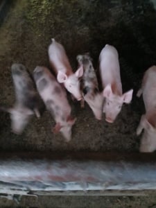 Vând purcei - imagine 4 Vând purcei - imagine 4