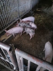 Vând purcei - imagine 2 Vând purcei - imagine 2