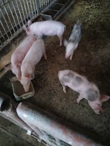 Vând purcei - imagine 3 Vând purcei - imagine 3