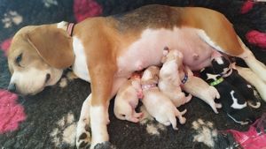 Pui beagle cu pedigree 