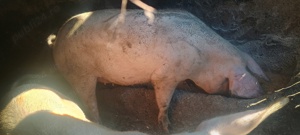 porci, rasa de carne