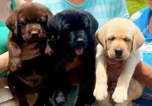 Labrador Retriever par scurt, 2 luni, genetica deosebită 